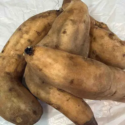 Sweet Potato