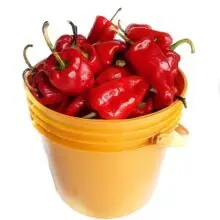 Chilli Small Red Pepper Tatashe