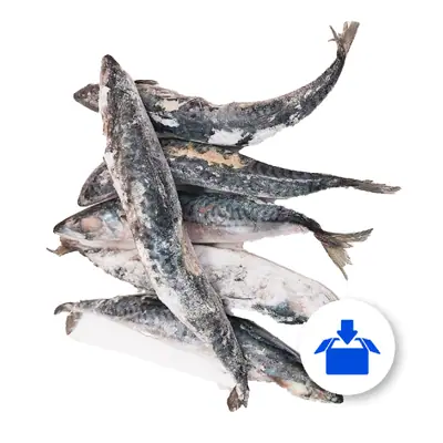 MACKEREL FISH 4