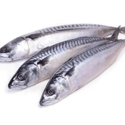 MACKEREL FISH PACK OF 3