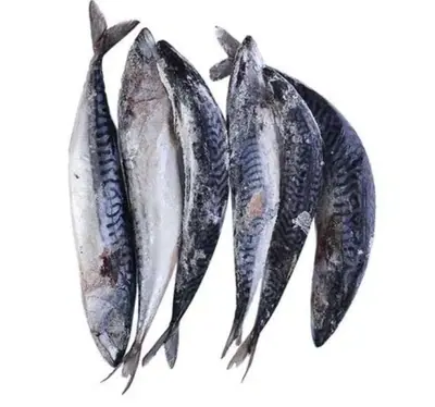 MACKEREL PACK OF 5