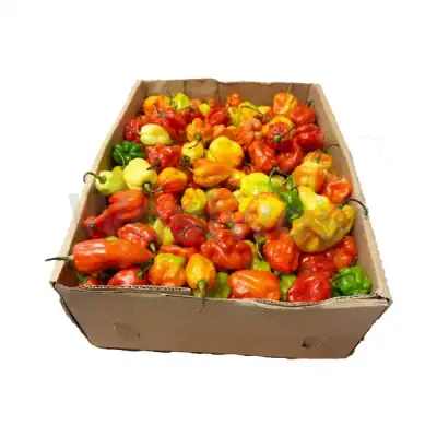PEPPER scotch bonnet per box