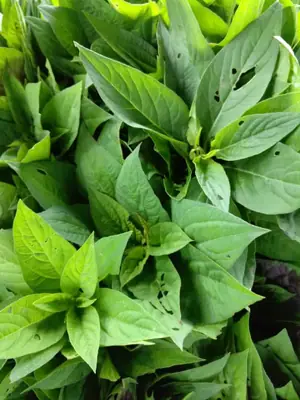 shoko leaf