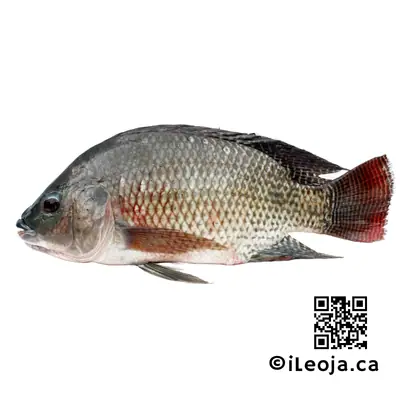 Tilapia 2kg