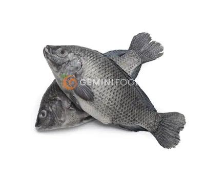 TILAPIA BIG