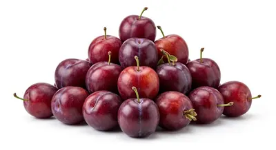 TOMO PLUM