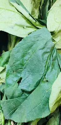 ugwu leaf