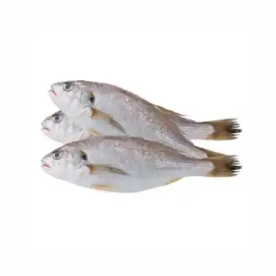 Yellow Croaker Fish